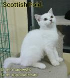 ลูกแมว Scottsh Fold พร้อมใบเพ็ต SCFC ราคาพิเศษสุดๆ