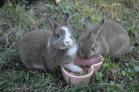กระต่ายตัวเล็ก